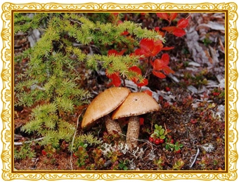 Сеймчанские грибы